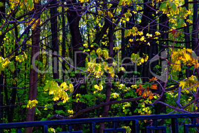 a Sunny day in a Moscow Park in spring