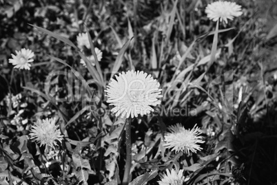 dandelion flower on grass background black and white