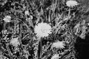 dandelion flower on grass background black and white