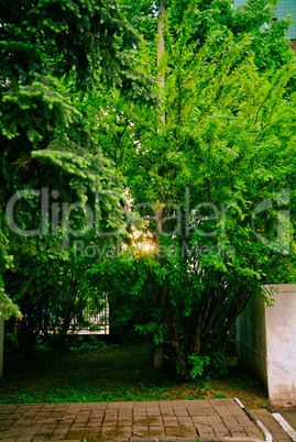 the light of the sun in the evening through the branches of acacia