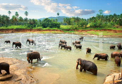 Elephants in water in the afternoon