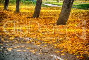 Autumn yellow leaves under the trees