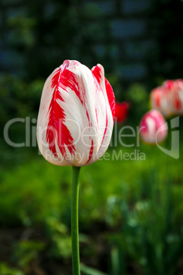 One motley tulip