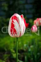 One motley tulip