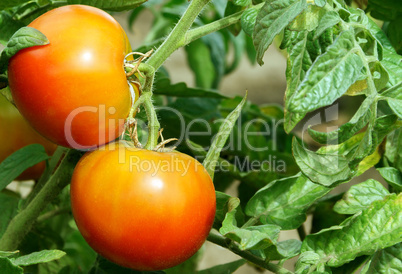 Two ripe tomatoes