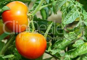 Two ripe tomatoes