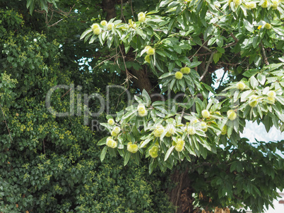 chestnut tree with fruits