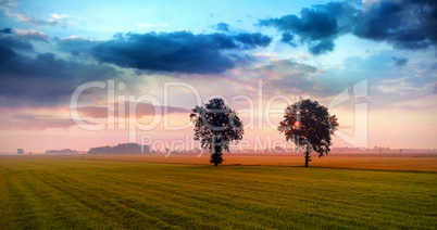 grass field with tree