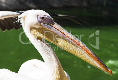 portrait of a white pelican on a summer day