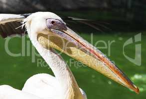 portrait of a white pelican on a summer day