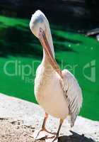 a large white pelican stands on the shore of a pond