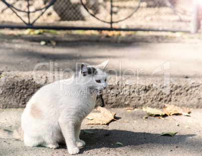 white street cat sitting in the middle of the street