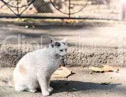 white street cat sitting in the middle of the street