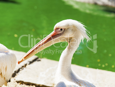 portrait of a white pelican on a pond on a summer day
