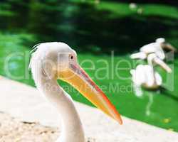 white pelican on a pond on a summer day  close up