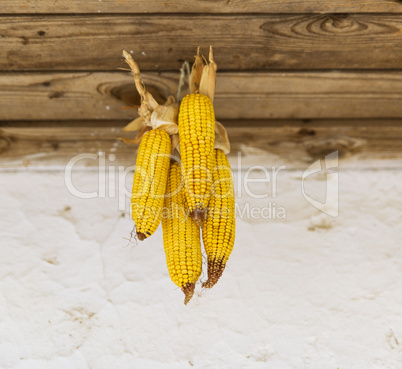 corn cobs hang on a rope