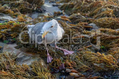 Injured Western Gull (Larus californicus) Perched on rocky coastline.