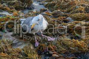 Injured Western Gull (Larus californicus) Perched on rocky coastline.