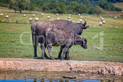 Hungarian water buffaloes