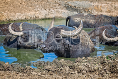 Hungarian water buffaloes