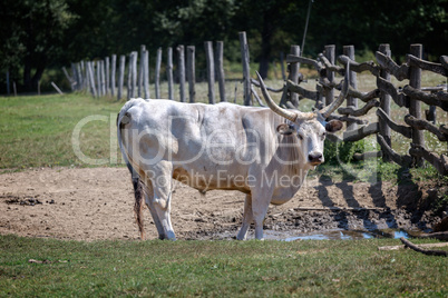 Strong hungarian grey bull in the field