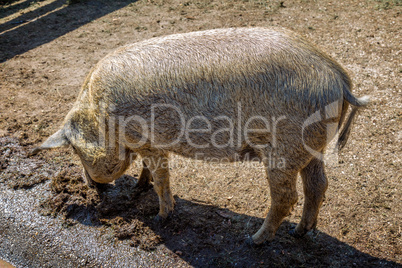 Typical and special Hungarian pig specie (Mangalica)