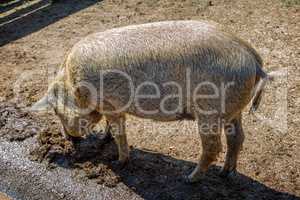 Typical and special Hungarian pig specie (Mangalica)