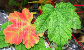 Red and green leaves