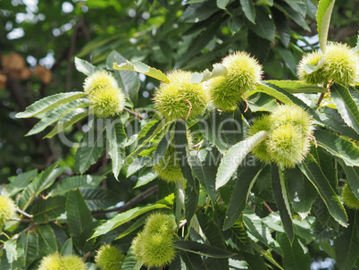 chestnut tree with fruits