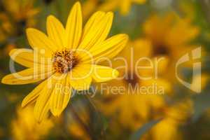 Topinambur - Helianthus tuberosus