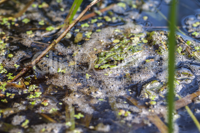 Teichfrosch - Sumpf