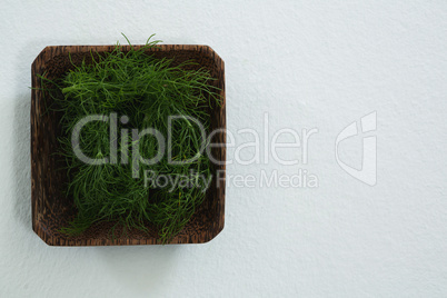 Dill herb in wooden tray