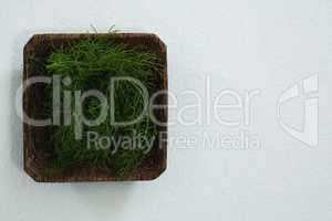 Dill herb in wooden tray
