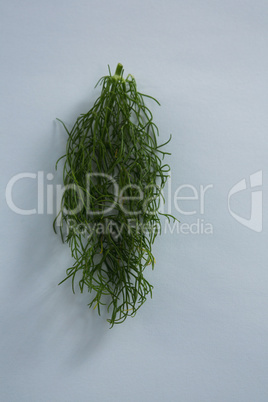 Dill on white background