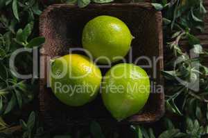 Lime fruits in a bowl with herbs