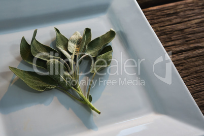 Sage herb in a tray