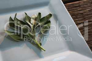 Sage herb in a tray