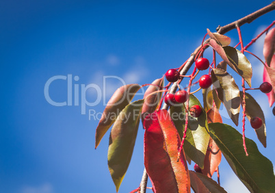 Branch with berries