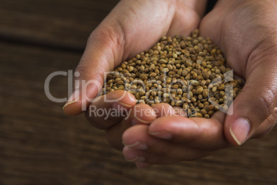 Hands holding coriander seeds against wooden table