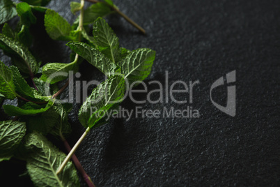 Mint leaf on black background