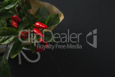 Red Chilli with leaves