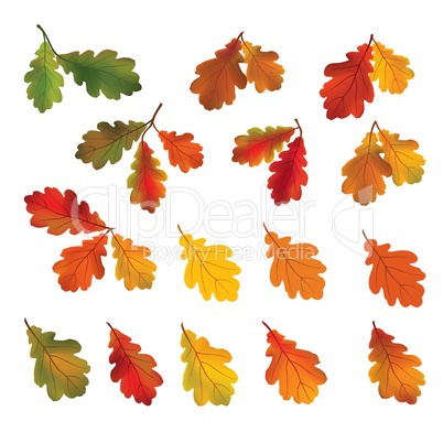 Autumn leaves isolated on white background. Fall icon. Nature de