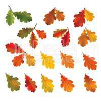 Autumn leaves isolated on white background. Fall icon. Nature de