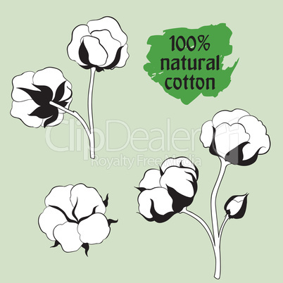 Cotton set. Natural material sign. Drawing Flower cotton.