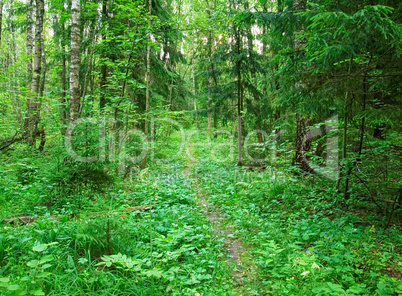 a cool summer morning in the Russian forest