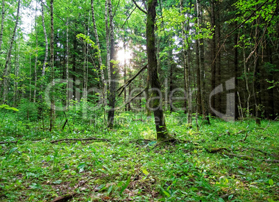 a cool summer morning in the Russian forest