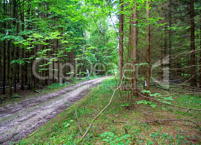 a cool summer morning in the Russian forest