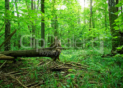 a cool summer morning in the Russian forest