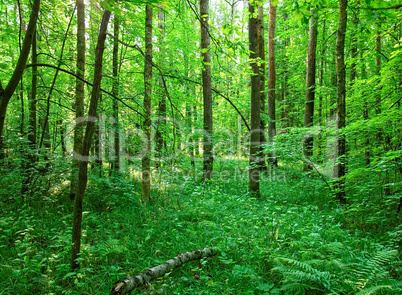 a cool summer morning in the Russian forest