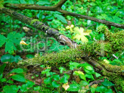 a cool summer morning in the Russian forest